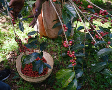 Tigist Abyot Yirgacheffe OCR
